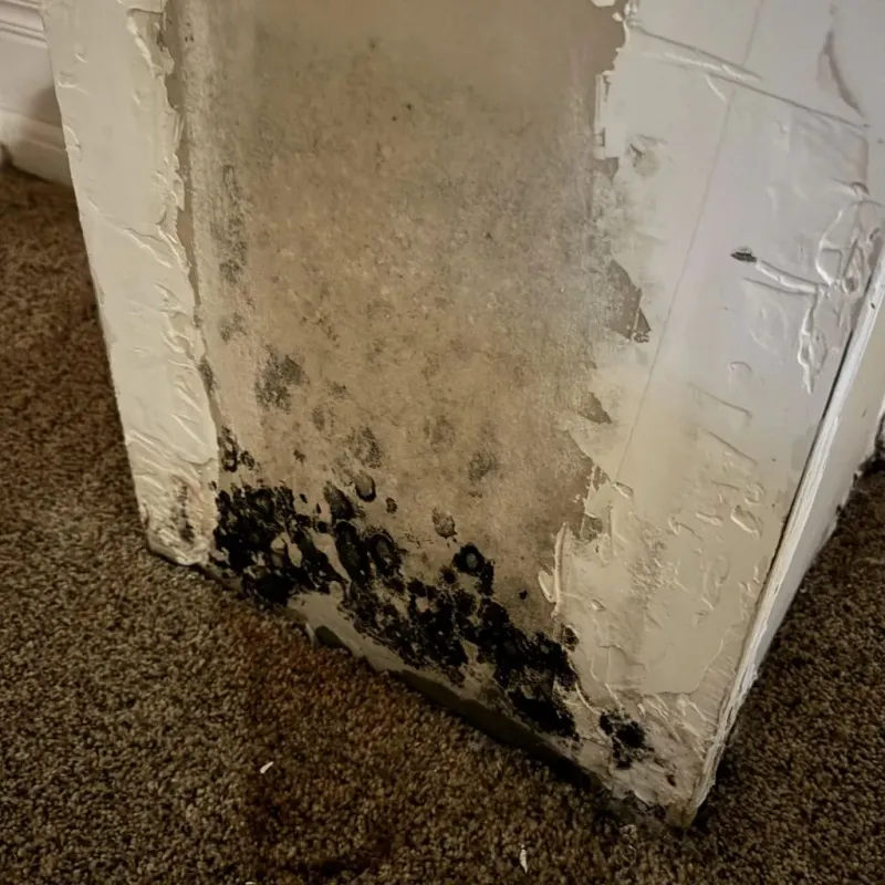 Professional Mold Removal in Prentiss, MS